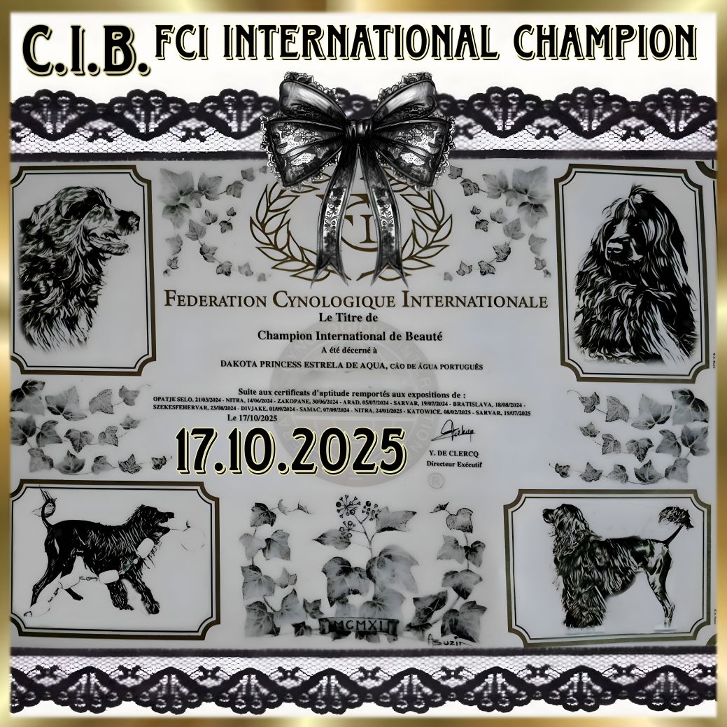 CIB International Champion