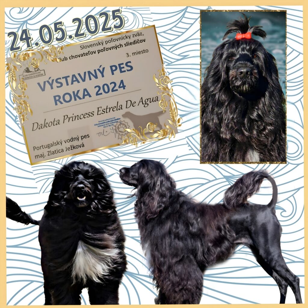 Club Showdog of the Year 2024
