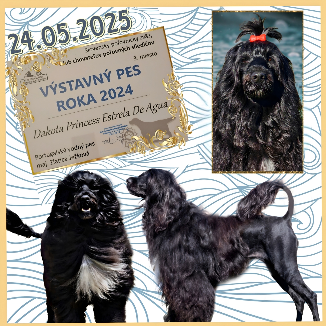 Club Showdog of the Year 2024