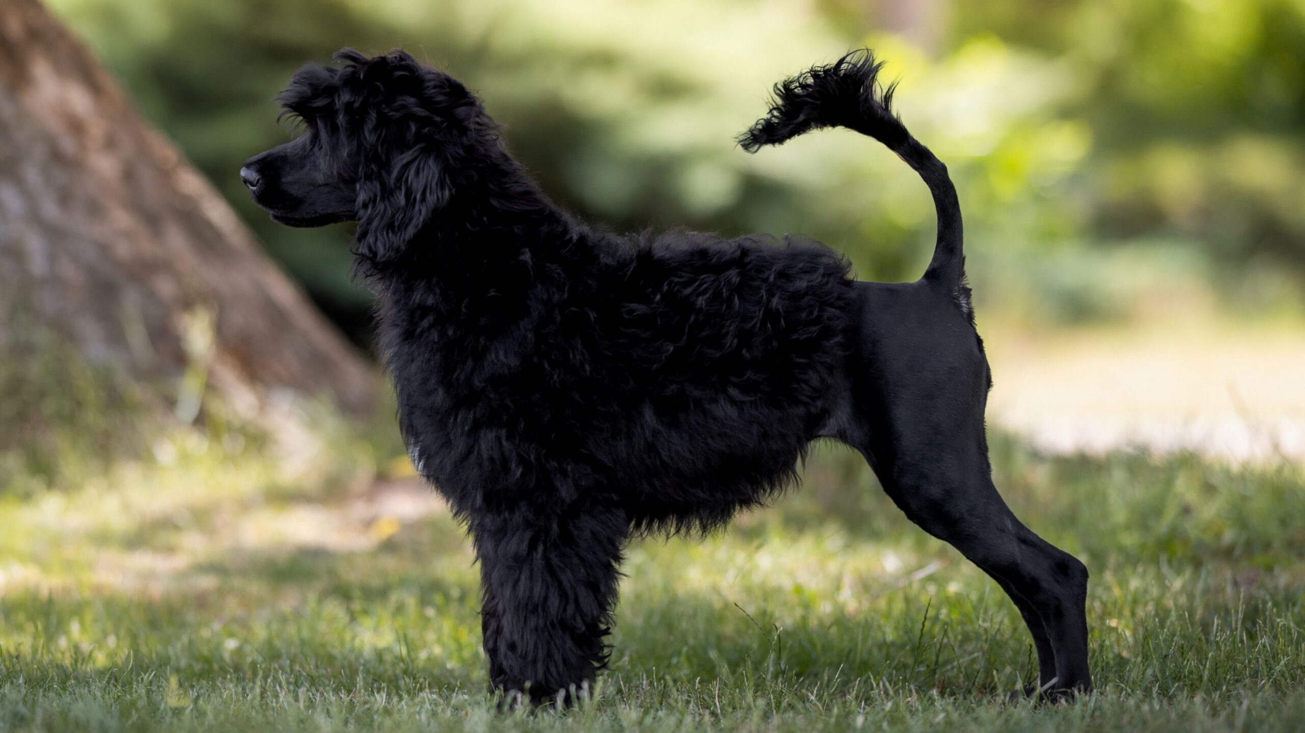 Coral Portuguese Water Dog