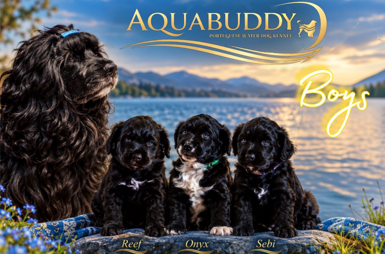 Boys – Reef, Onyx a Sebi
