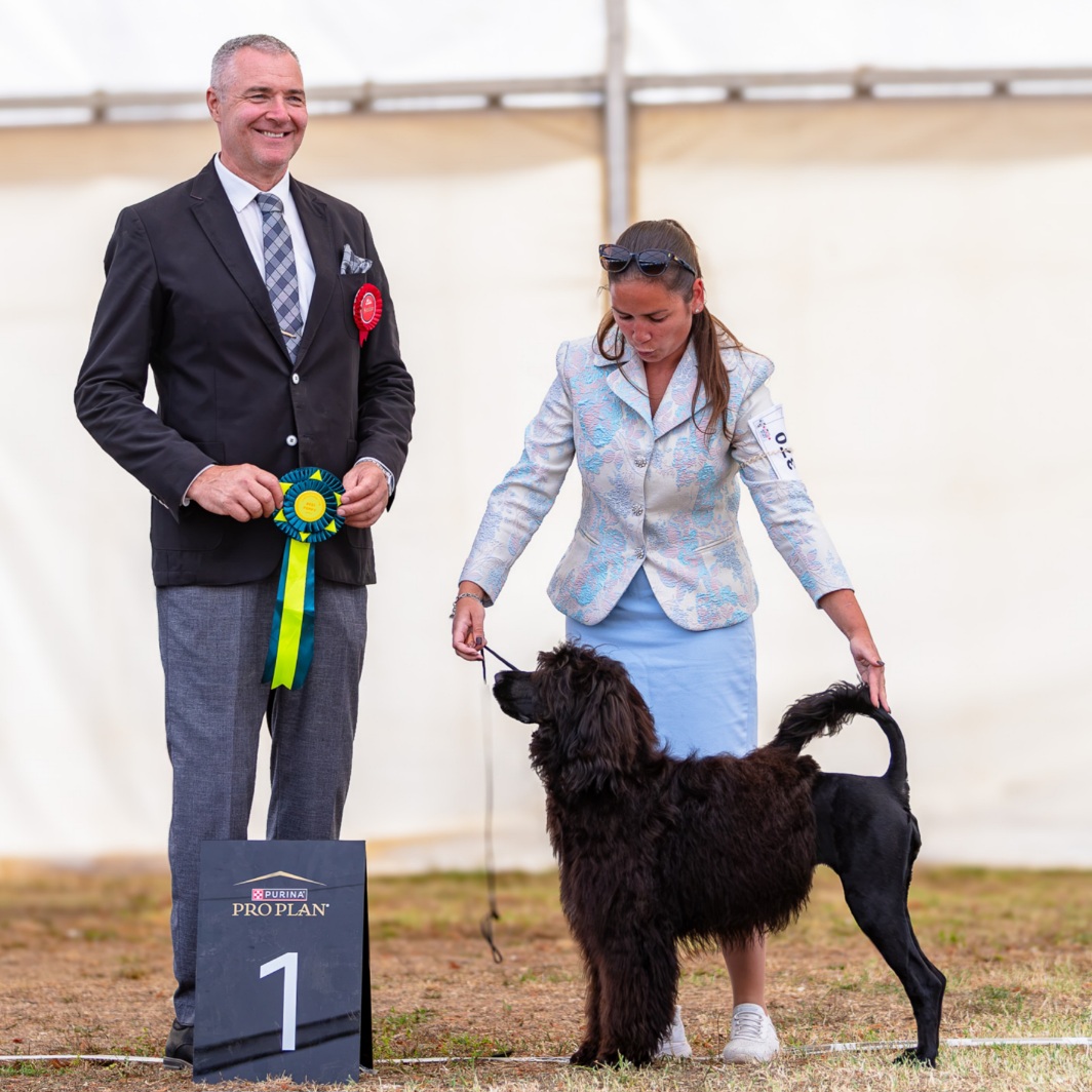 Coral Best in Show Puppy Croatia