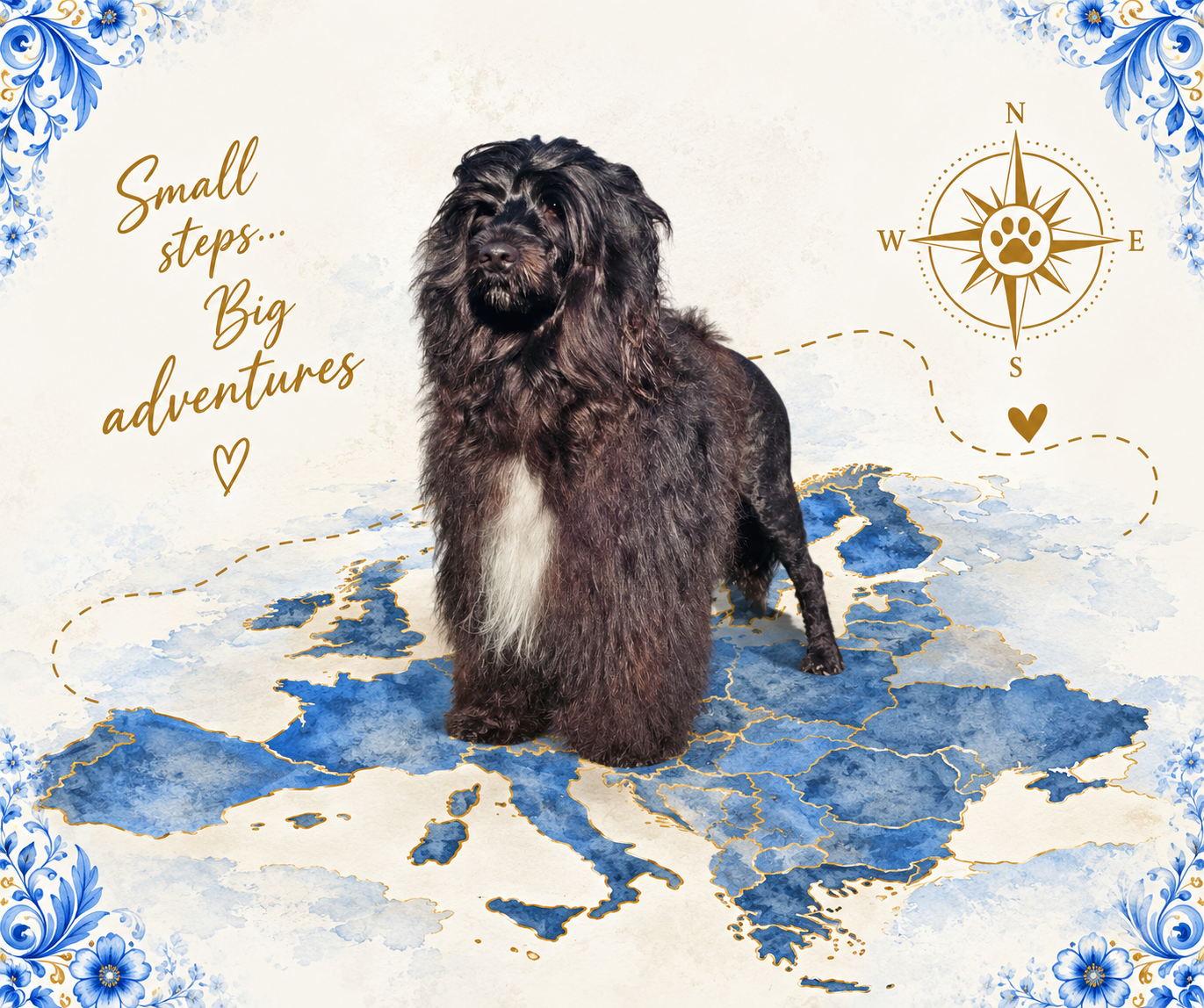 Dory – Aquabuddy Portuguese Water Dog