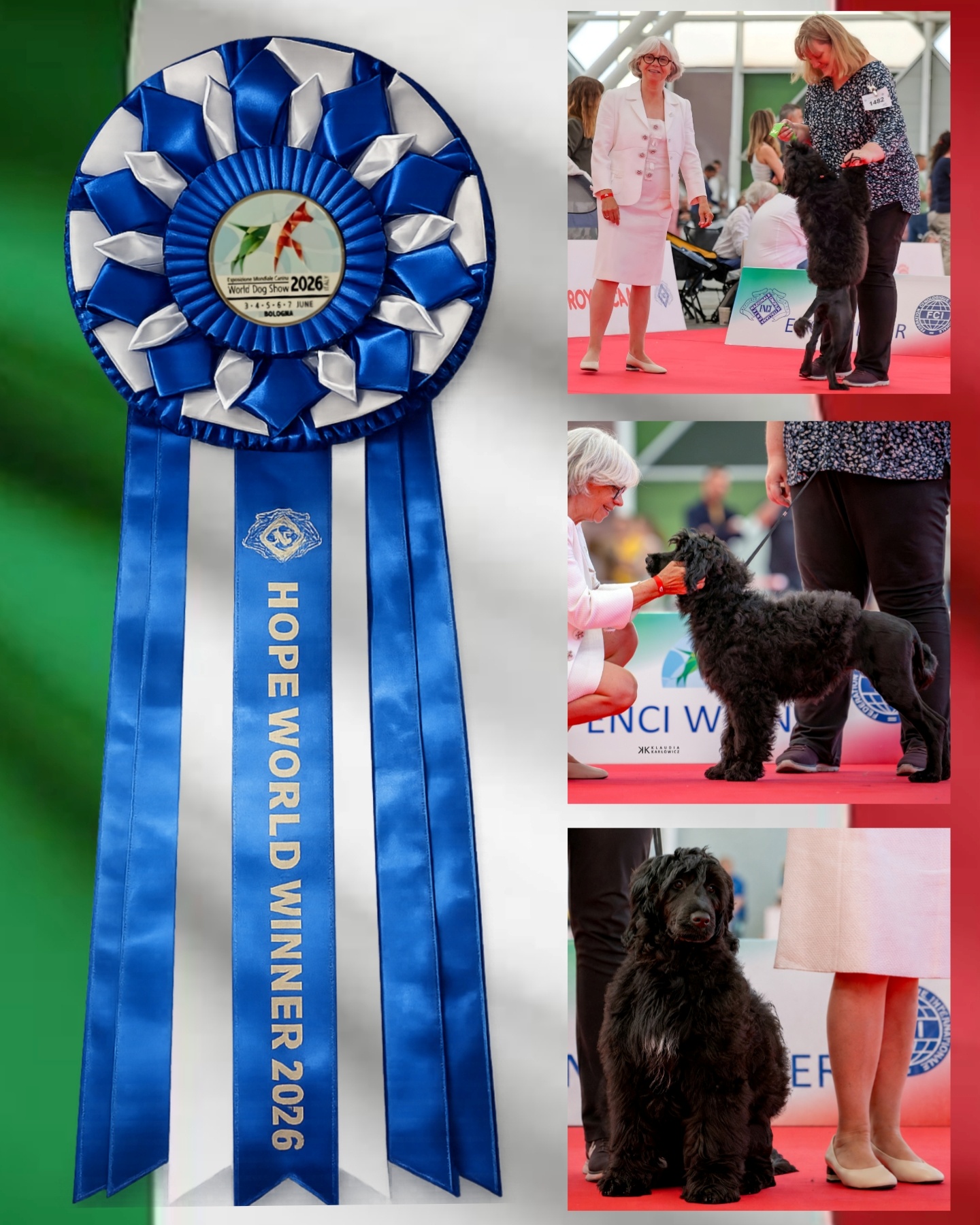 Aquabuddy dog show