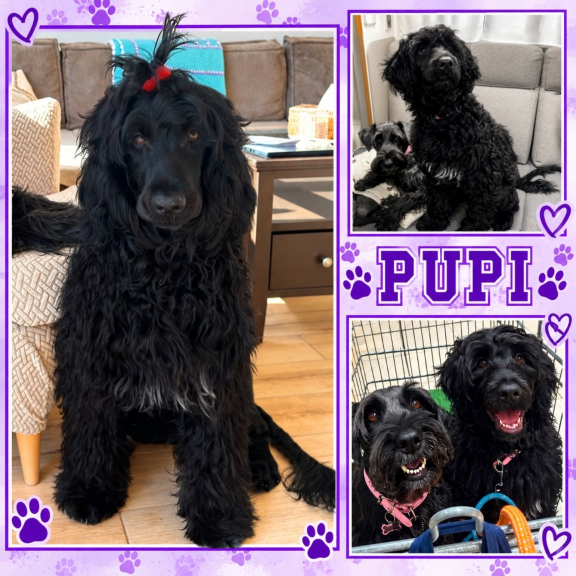 Pupi