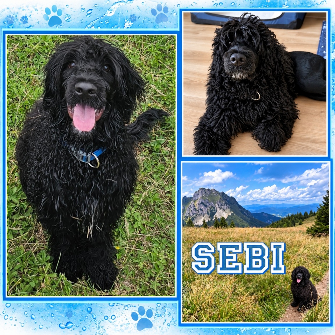 Sebi